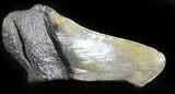 Bargain Megalodon Tooth #31157-1